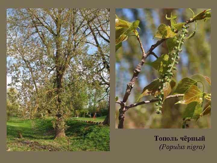 Тополь чёрный (Populus nigra) 