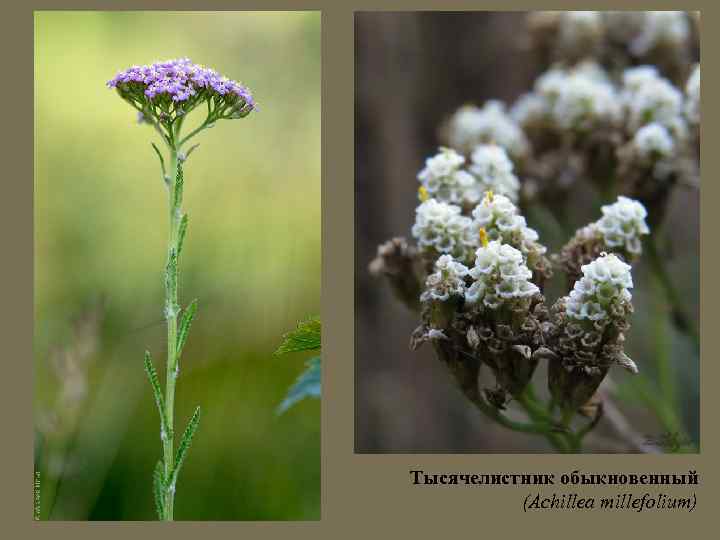 Тысячелистник обыкновенный (Achillea millefolium) 