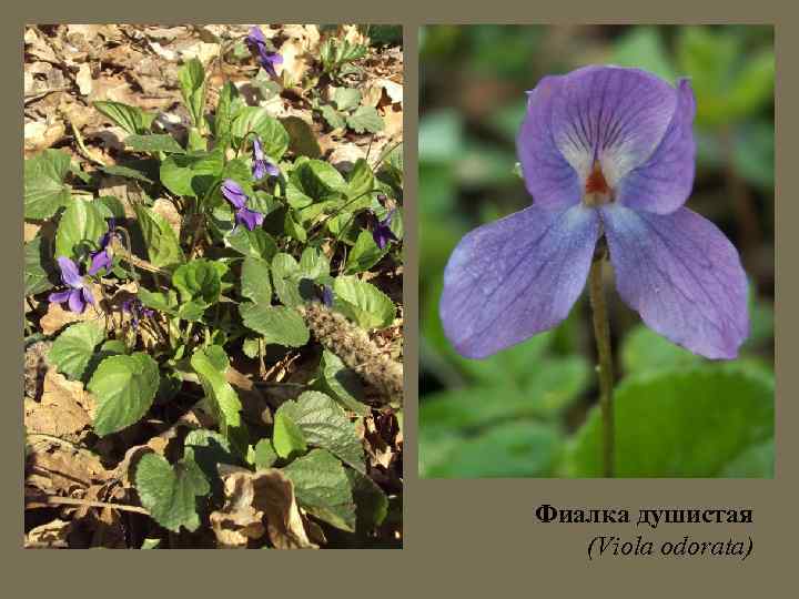 Фиалка душистая (Viola odorata) 
