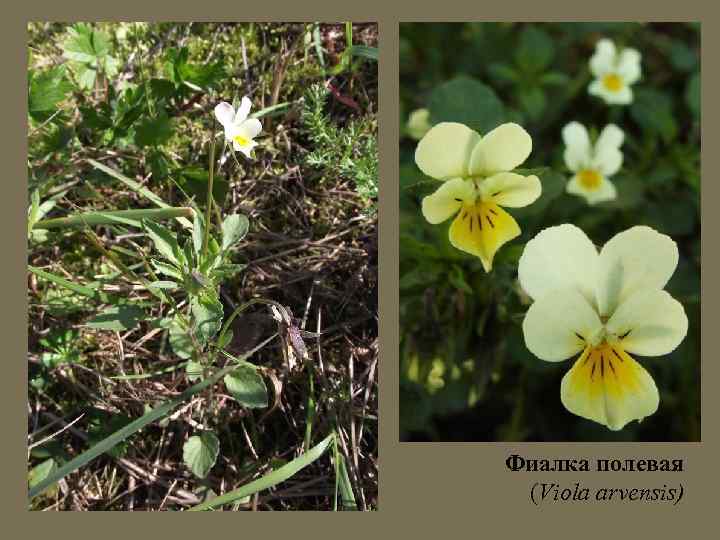 Фиалка полевая (Viola arvensis) 