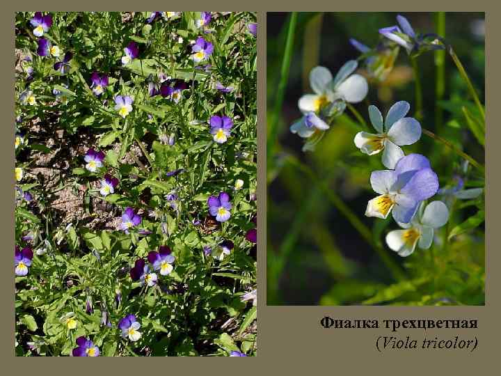 Фиалка трехцветная (Viola tricolor) 