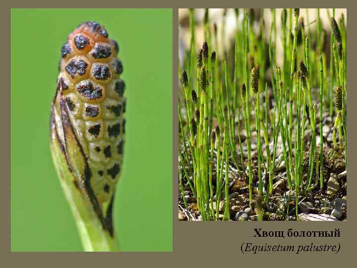 Хвощ болотный (Equisetum palustre) 