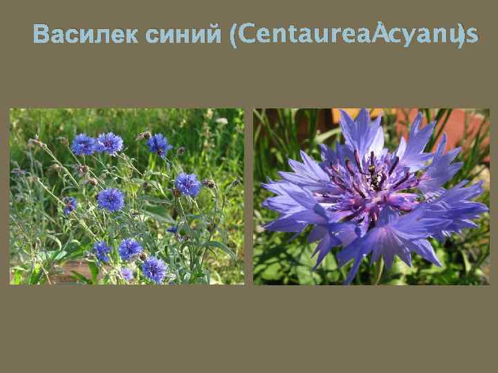 Василек синий (Centaurea cyanus ) 