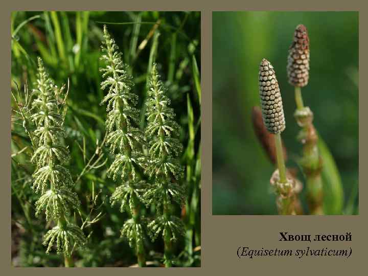 Хвощ лесной (Equisetum sylvaticum) 