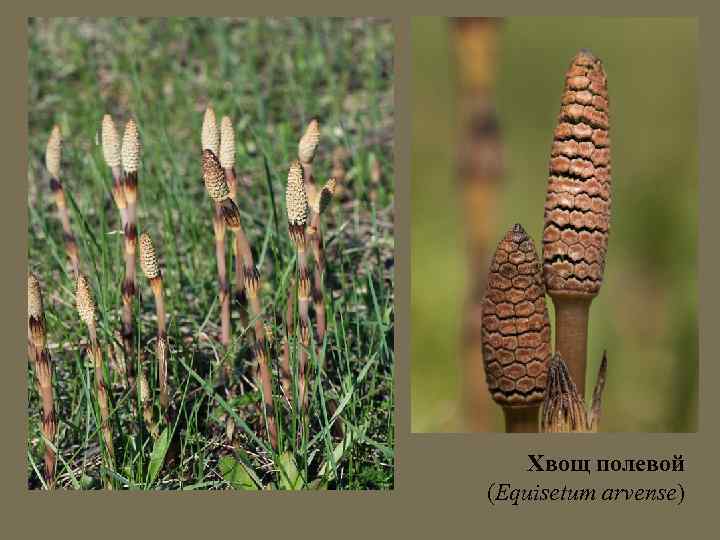 Хвощ полевой (Equisetum arvense) 