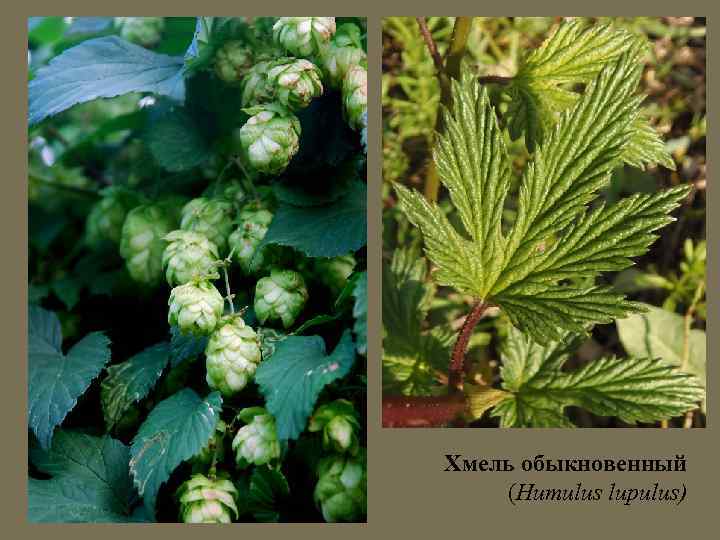 Хмель обыкновенный (Humulus lupulus) 