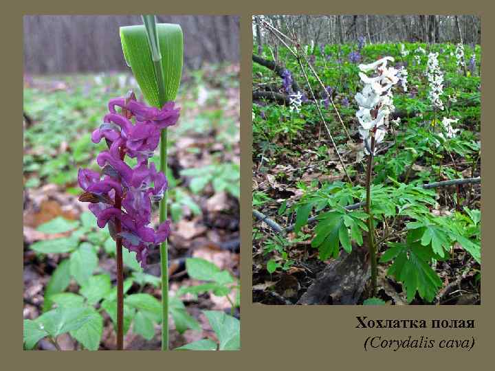 Хохлатка полая (Corydalis cava) 