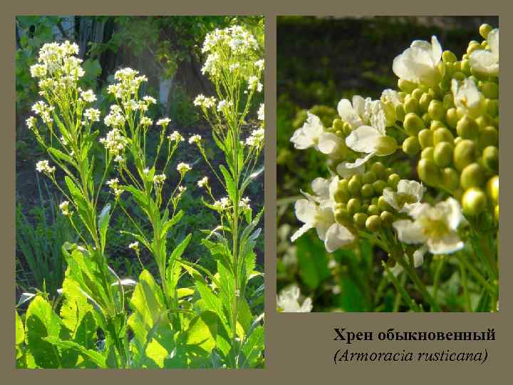 Хрен обыкновенный (Armoracia rusticana) 