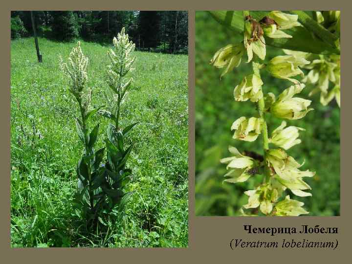 Чемерица Лобеля (Veratrum lobelianum) 