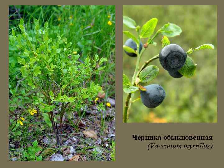 Черника обыкновенная (Vaccinium myrtillus) 