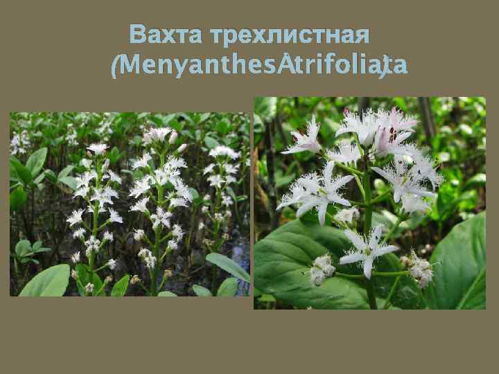 Вахта трехлистная (Menyanthes trifoliata ) 