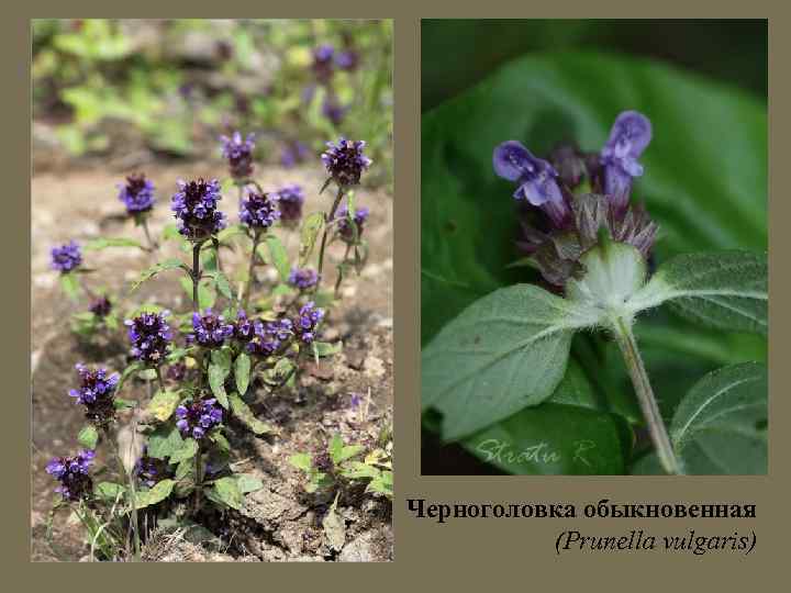 Черноголовка обыкновенная (Prunella vulgaris) 