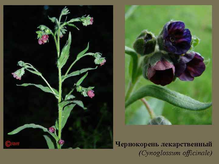 Чернокорень лекарственный (Cynoglossum officinale) 