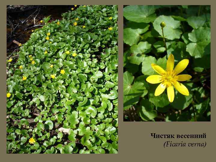 Чистяк весенний (Ficaria verna) 
