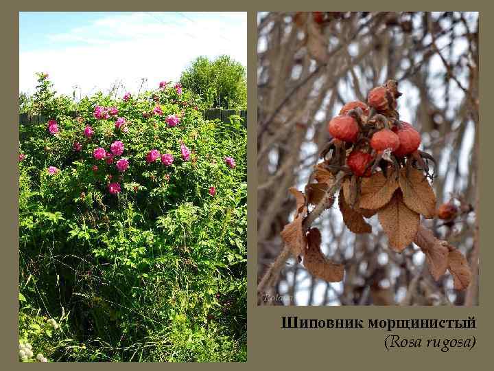 Шиповник морщинистый (Rosa rugosa) 