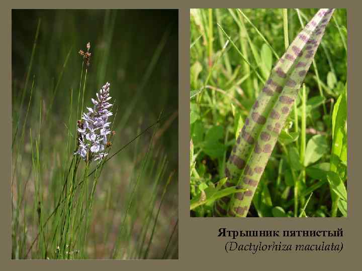 Ятрышник пятнистый (Dactylorhiza maculata) 
