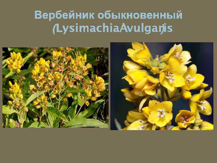 Вербейник обыкновенный (Lysimachia vulgaris ) 