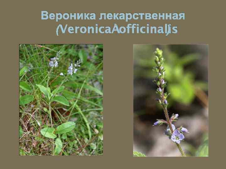 Вероника лекарственная (Veronica officinalis ) 