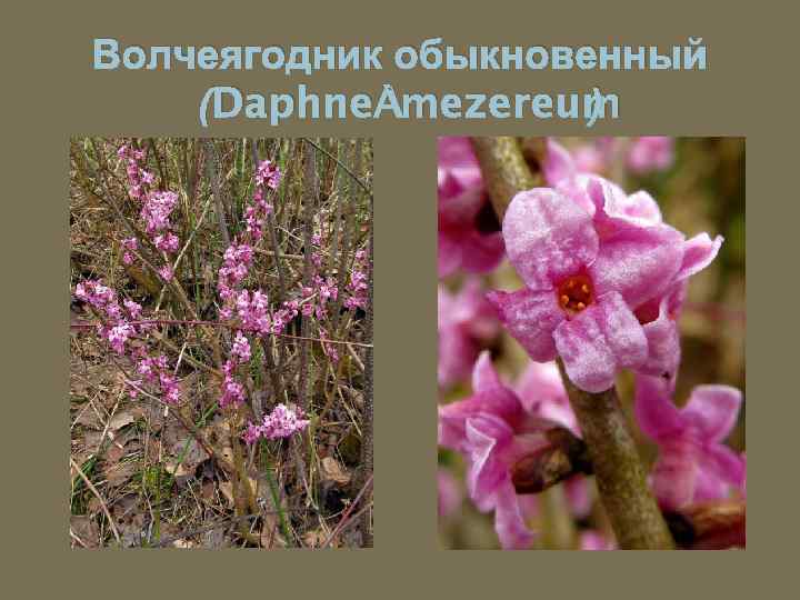 Волчеягодник обыкновенный (Daphne mezereum ) 