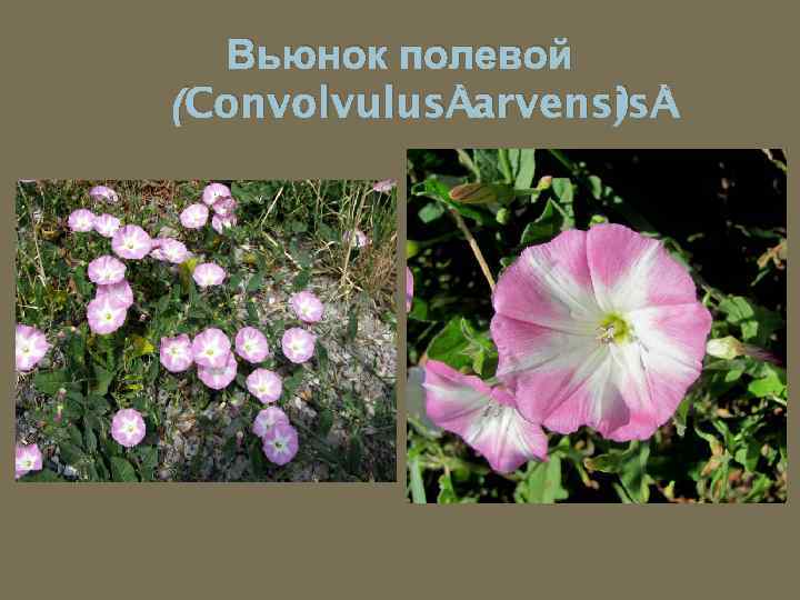 Вьюнок полевой (Convolvulus arvensis ) 