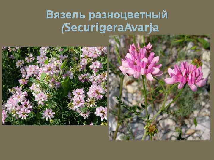 Вязель разноцветный (Securigera varia ) 