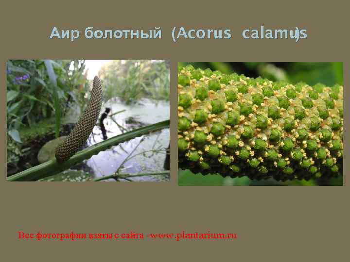 Аир болотный (Acorus calamus ) Все фотографии взяты с сайта -www. plantarium. ru 