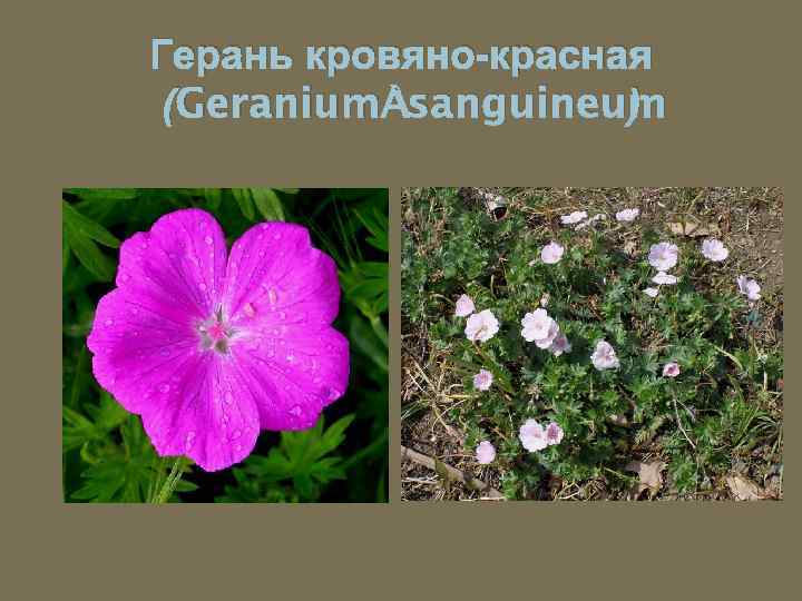 Герань кровяно-красная (Geranium sanguineum ) 