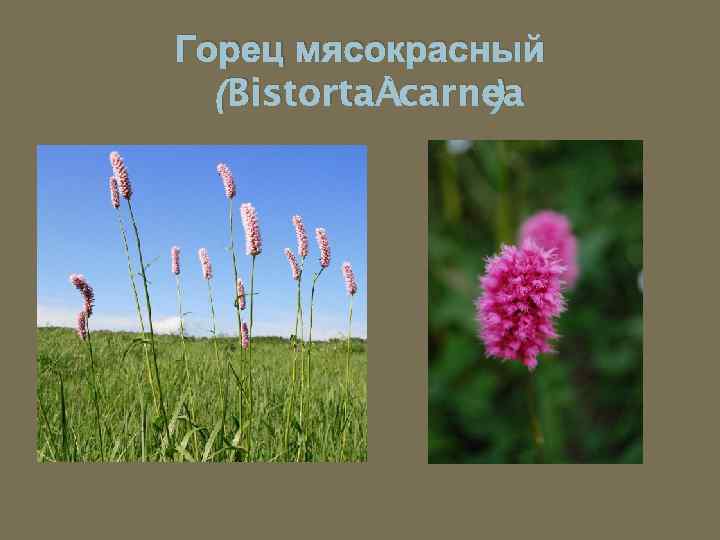 Горец мясокрасный (Bistorta carnea ) 