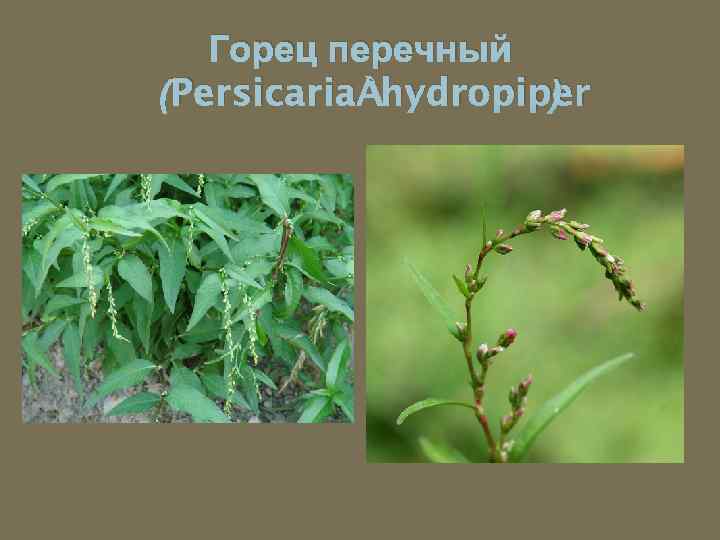 Горец перечный (Persicaria hydropiper ) 