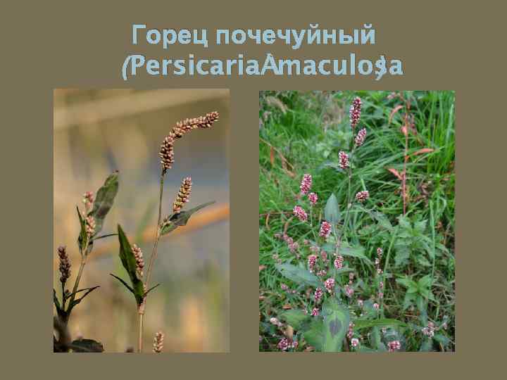 Горец почечуйный (Persicaria maculosa ) 