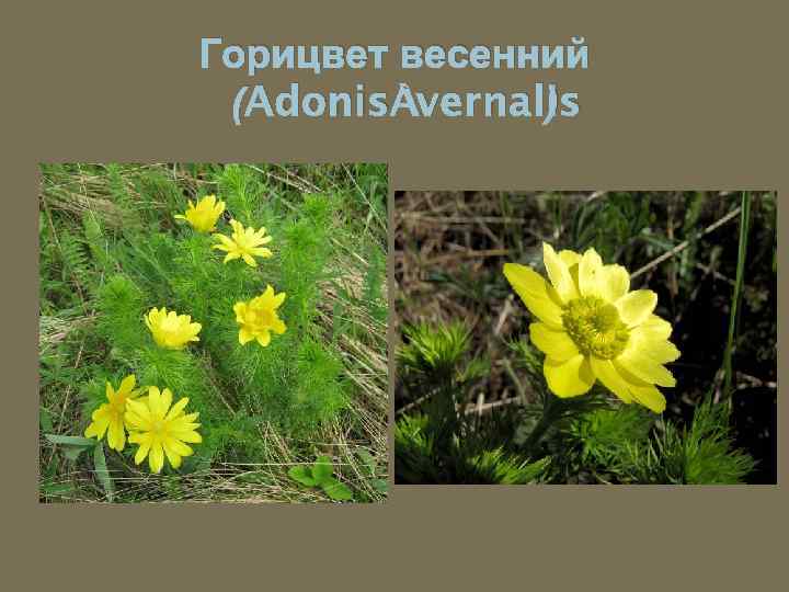 Горицвет весенний (Adonis vernalis ) 