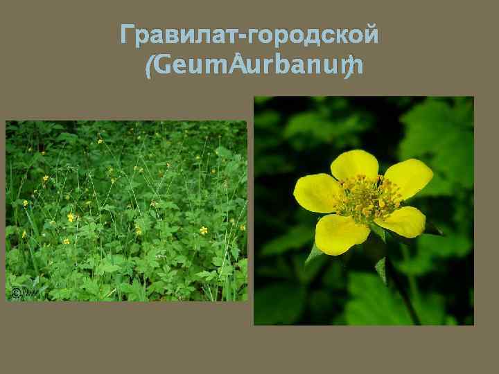 Гравилат-городской (Geum urbanum ) 