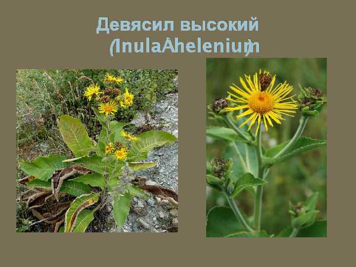 Девясил высокий (Inula helenium ) 