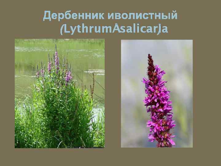 Дербенник иволистный (Lythrum salicaria ) 
