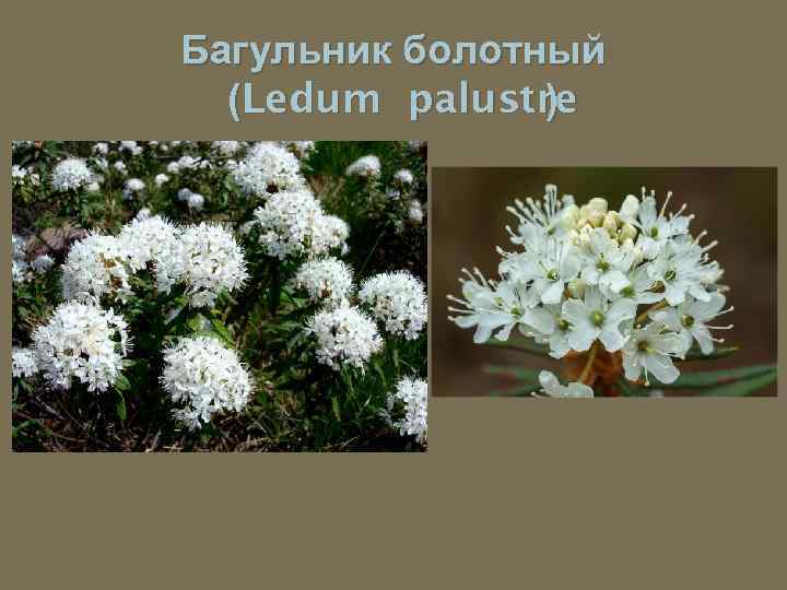 Багульник болотный (Ledum palustre ) 