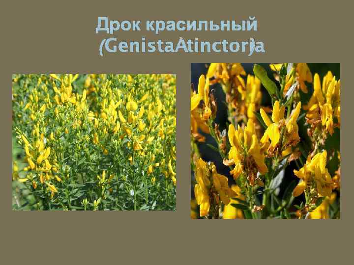 Дрок красильный (Genista tinctoria ) 