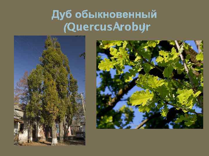 Дуб обыкновенный (Quercus robur ) 