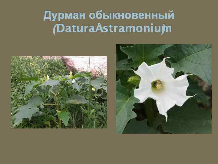 Дурман обыкновенный (Datura stramonium ) 