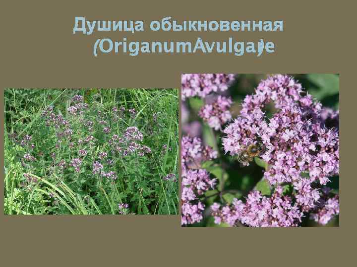Душица обыкновенная (Origanum vulgare ) 