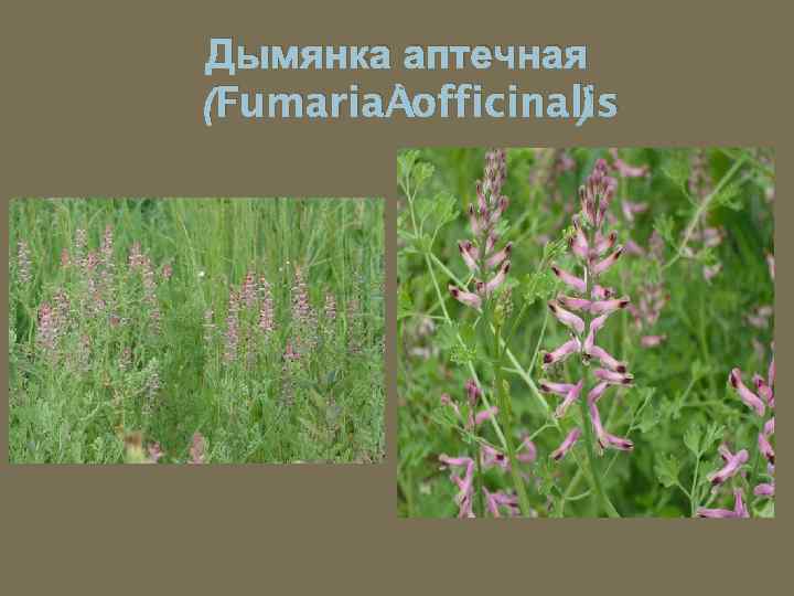 Дымянка аптечная (Fumaria officinalis ) 