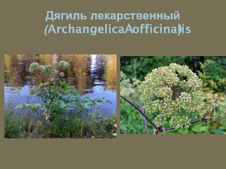 Дягиль лекарственный (Archangelica officinalis ) 