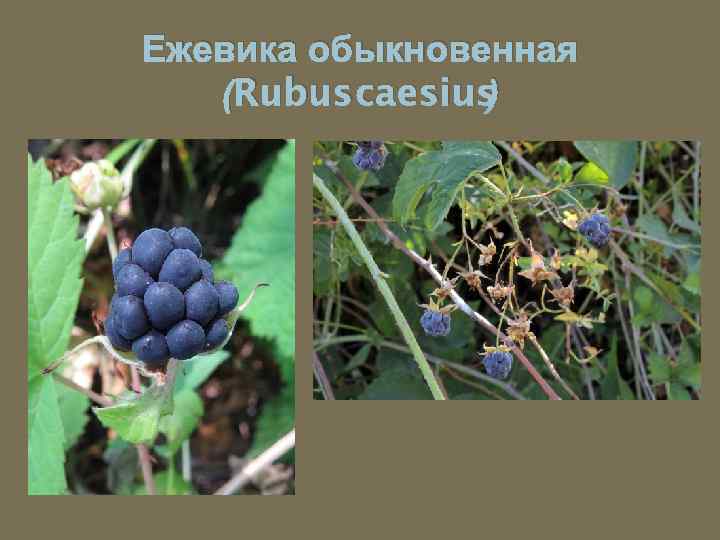Ежевика обыкновенная (Rubus caesius ) 