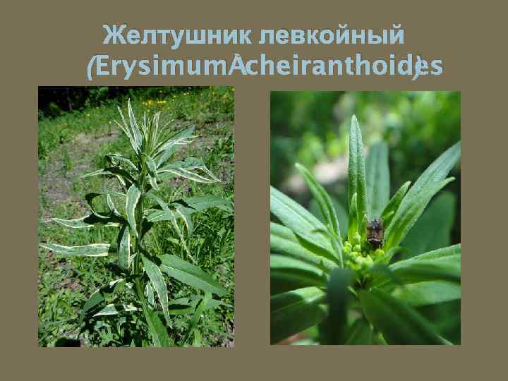 Желтушник левкойный (Erysimum cheiranthoides ) 
