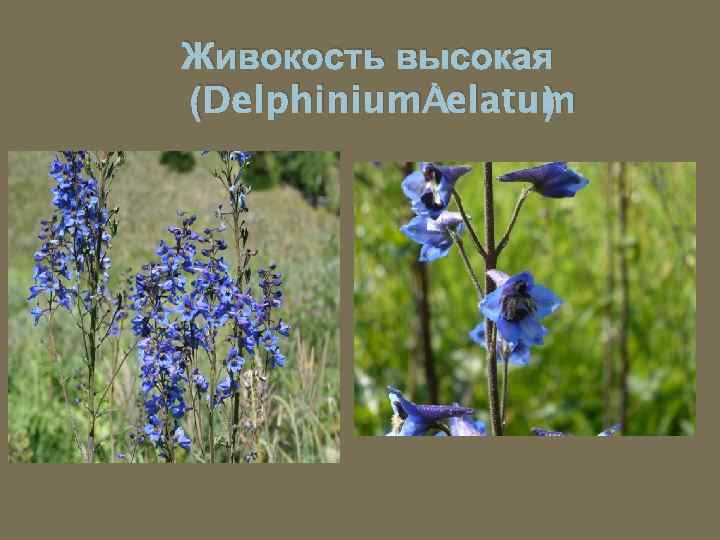 Живокость высокая (Delphinium elatum ) 