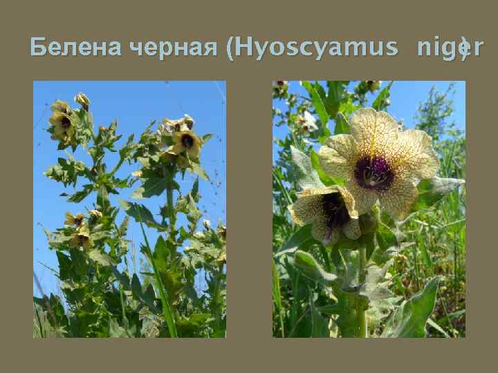Белена черная (Hyoscyamus niger ) 