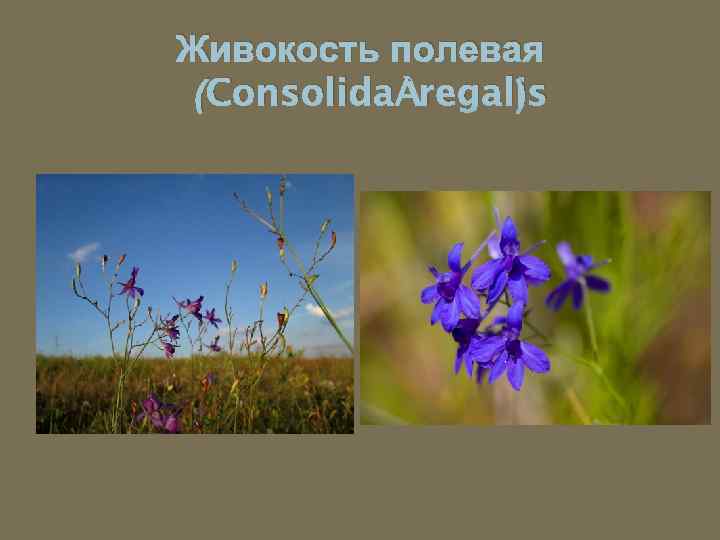 Живокость полевая (Consolida regalis ) 