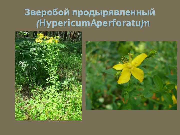 Зверобой продырявленный (Hypericum perforatum ) 