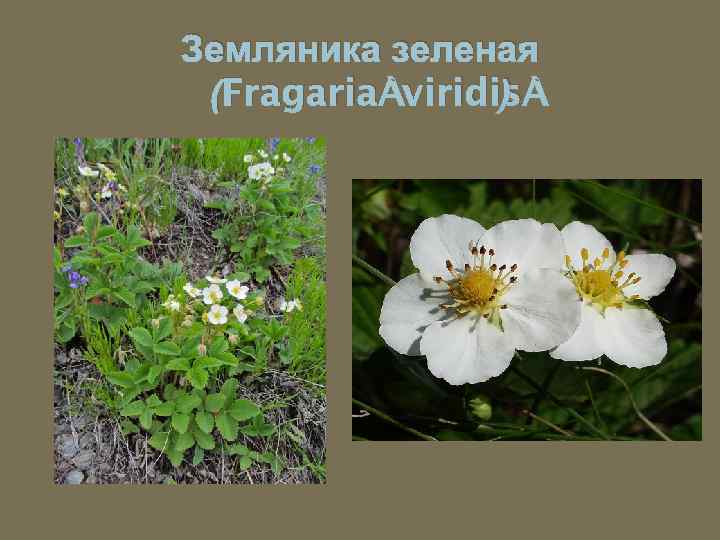Земляника зеленая (Fragaria viridis ) 