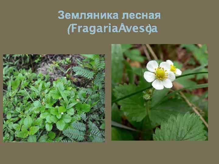 Земляника лесная (Fragaria vesca ) 
