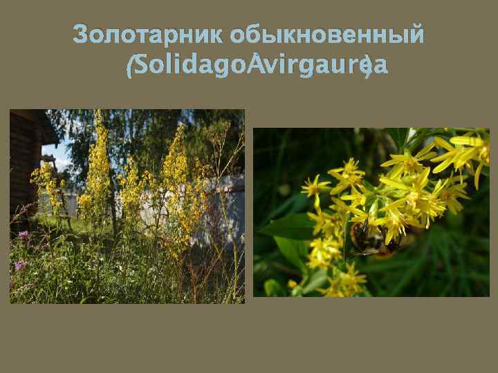Золотарник обыкновенный (Solidago virgaurea ) 